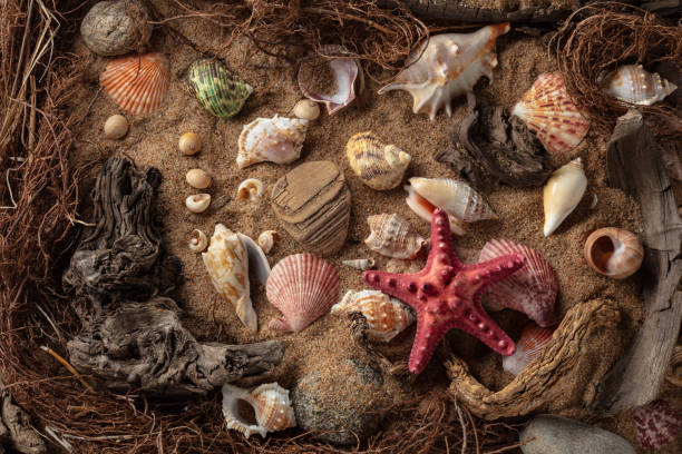 istock Beach themed background with snags, shells, stones, and sand. 2162267261