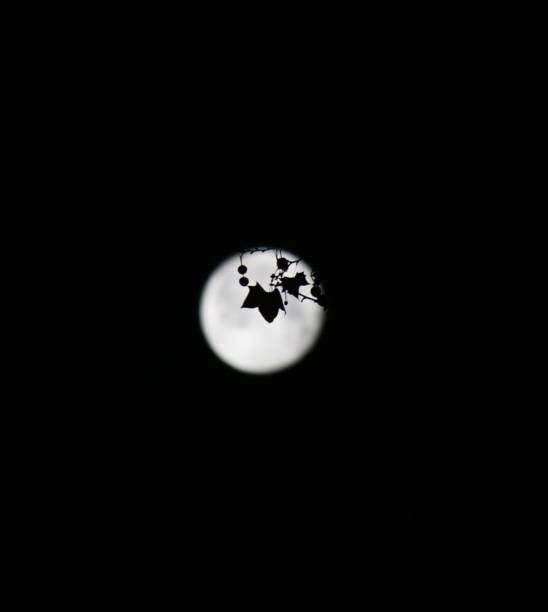 istock Full moon with leaves silhouette 2162267798