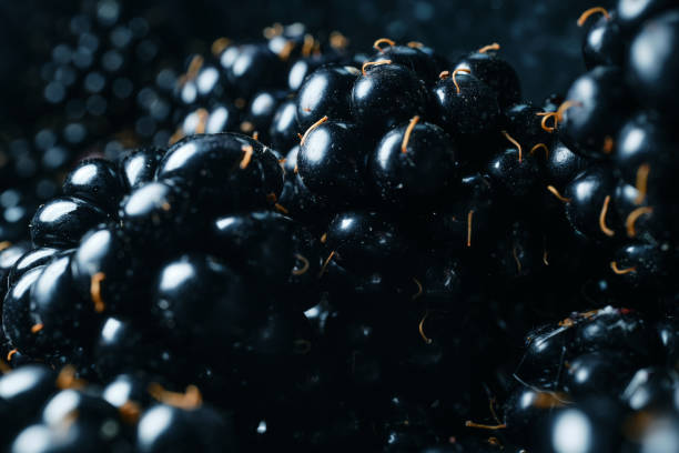 Macro close up of freshly picked wild Blackberries.