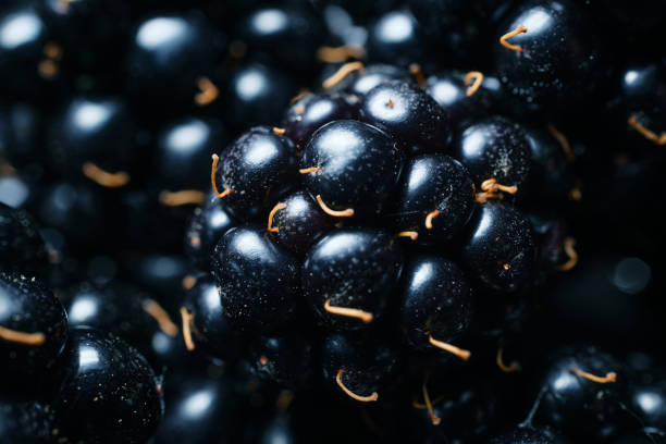 Macro close up of freshly picked wild Blackberries.