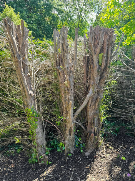 istock Image of hard pruned yew hedge (Taxus baccata), tree trunk, bare branches, formal garden, sunny cloudy blue sky background 2162270582