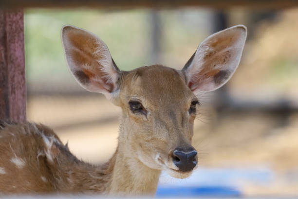 Close up head female deer in garden