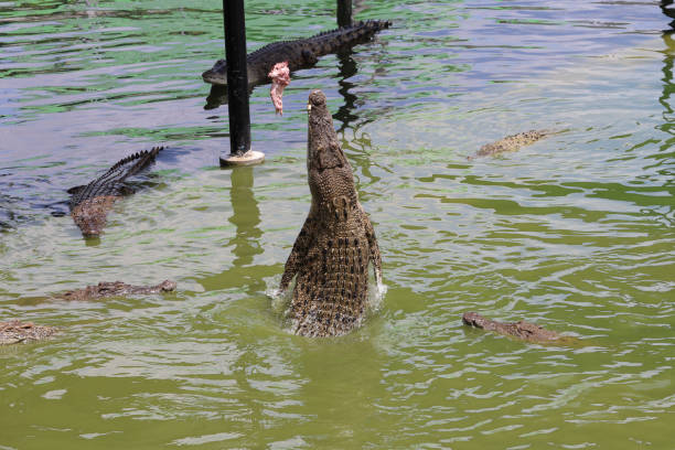 Close up salt crocodile is show action jump on river
