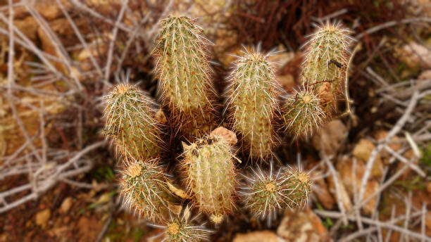 istock Plants on Southern Nevada 2162274538