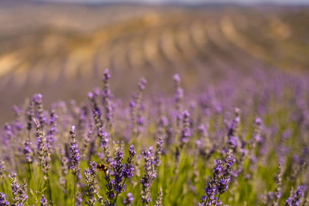 Lavender fields in San Felices, Soria, Spain. Bee flying over lavender fields.