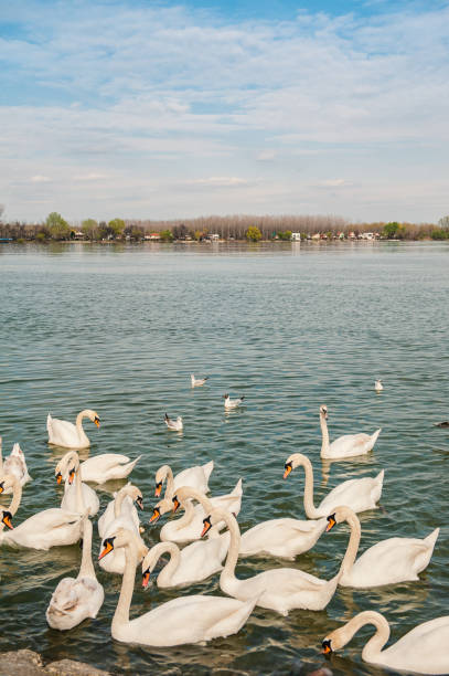 Swan on the River Danube in Belgrade Serbia with Beautiful Sky Reflection in Water Swan Swimming in Blue and Peaceful Autumn Mood