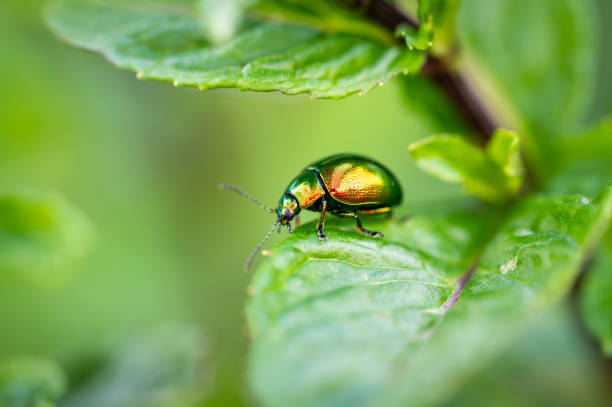 istock The tansy beetle (Chrysolina graminis) macro photography. Bug is sitting on the leaf. 2162276474