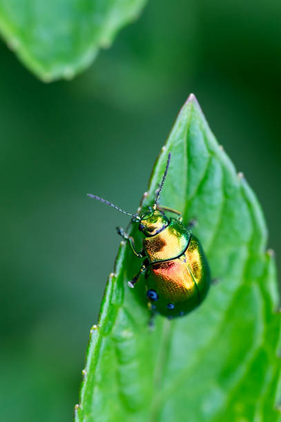 istock The tansy beetle (Chrysolina graminis) macro photography. Bug is sitting on the leaf. 2162276521