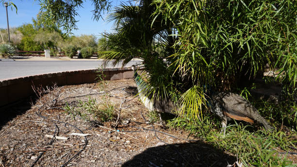 Spring in Arizona Style Landscaped Residential Backyard with awning in stowed position, Phoenix