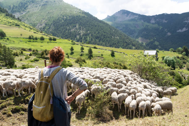 istock Shepherdess with her flock sheep in Spanish Pyrenees. 2162279109