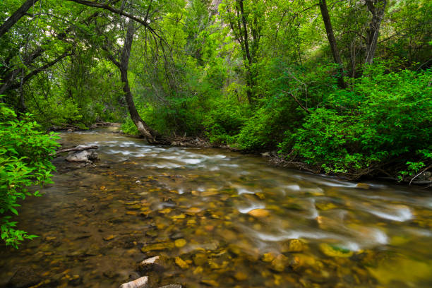 Tranquil Mountain Creek Flowing Through Canyon - Green lush riparian area with clear water flowing through.