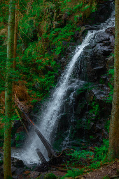 istock smooth stream of a waterfall in a dark forest 2162283207