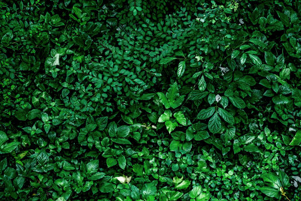 abstract green leaf texture, tropical leaf foliage nature dark green background. Closeup green leaves background, Natural foliage textured and background.