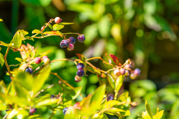 istock bunch of blueberries are hanging from a tree 2162288500