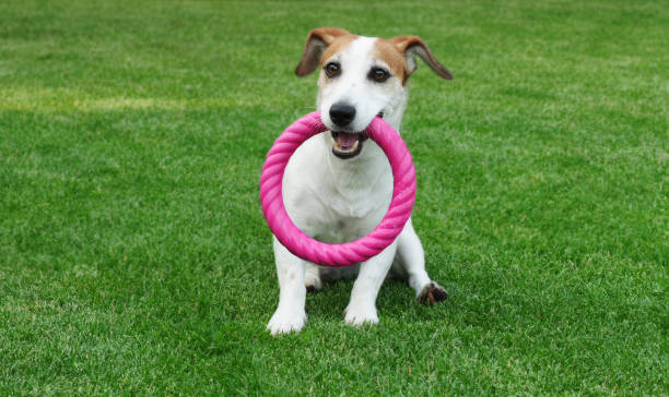 istock A dog playing with a toy on the grass. 2162290570