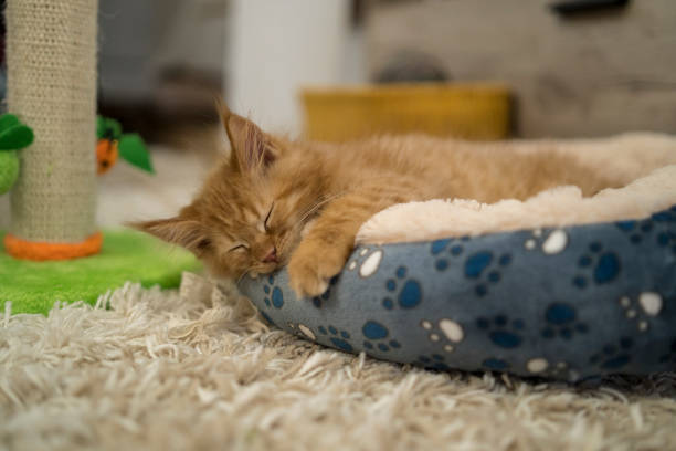 Cute little red kitten sleeps