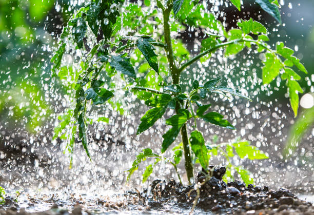 istock Watering seedling tomato in Greenhouse 2162291337
