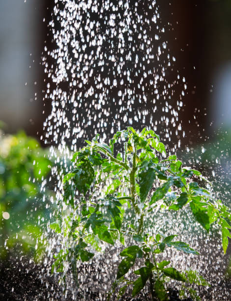 istock Watering seedling tomato in Greenhouse 2162291368