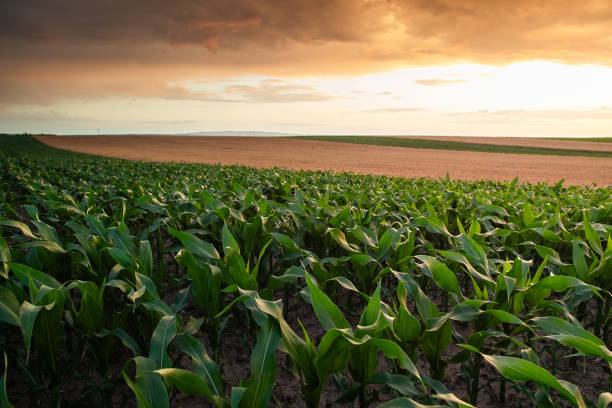 istock Sunrise over a field of young corn. 2162292931