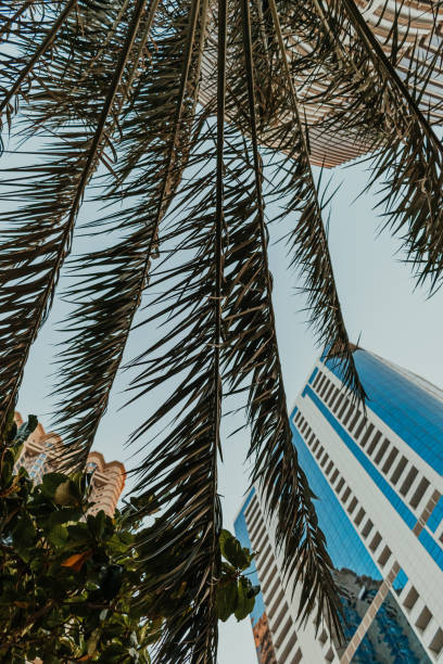istock Urban architecture with palm trees on the background and blue sky 2162294043