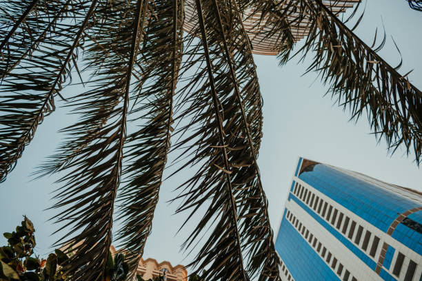 Palm trees with buildings on the background
