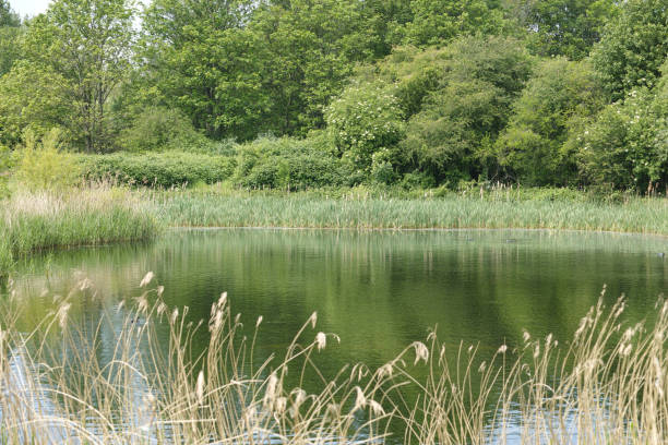 The WaterWorks Centre nature reserve has become a unique wildlife haven and a fantastic area for all the family just a few miles from central London. Previously known as the Essex Filter Beds, over 150 years ago it began supplying the surrounding boroughs with much needed clean water.The WaterWorks Centre nature reserve has one of the largest bird hides in London offering close-up views across a series of filter beds, each with its own unique character.
