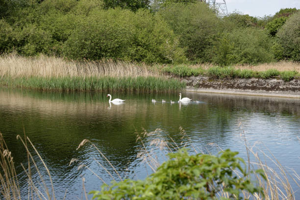 istock The WaterWorks Centre nature reserve in Lee Valley 2162298359