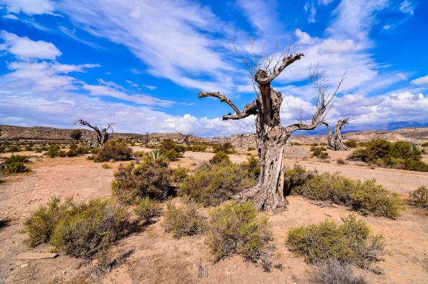 istock A barren desert landscape with a lone tree in the middle 2162298492