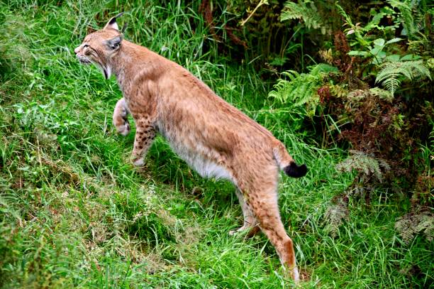 Eurasian lynx looks for prey stock photo