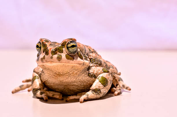 istock A frog with green and white spots is sitting on a white surface 2162298546