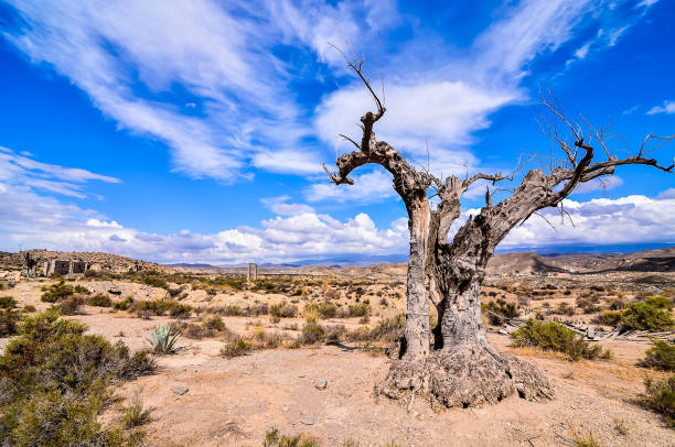 istock A tree stands alone in a desert landscape 2162298619