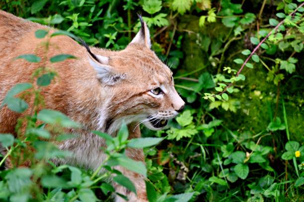 istock Eurasian lynx sneaks through the forest 2162298657