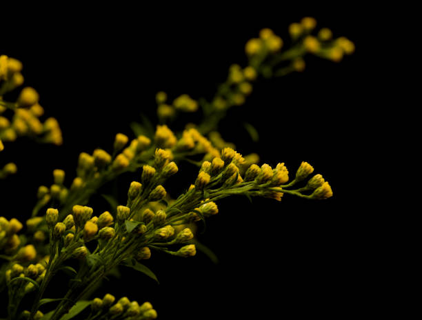 istock Bright yellow Solidago, commonly called goldenrod 2162299228