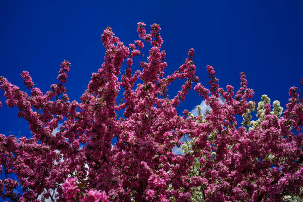 Blossoming Tree in Springtime with Pink and White Flowers - Nature scenic background with clear blue sky and selective focus on specific flowers.