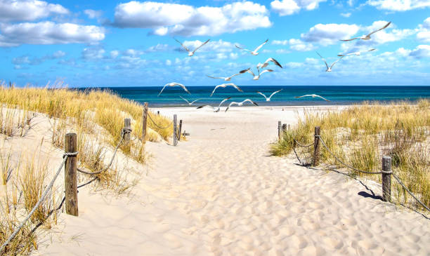 istock Panoramic view of a dune beach on the Baltic Sea 2162302478