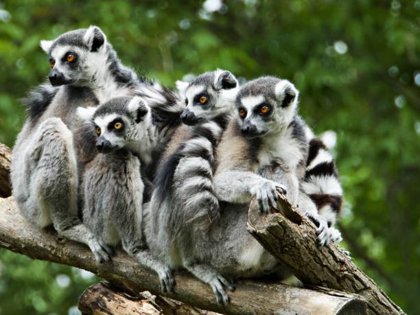 istock Close up of lemurs 2162302639