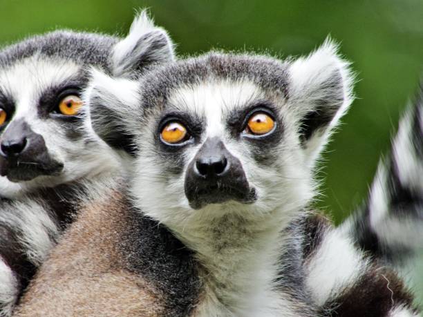 istock Close up of wild lemur 2162302843