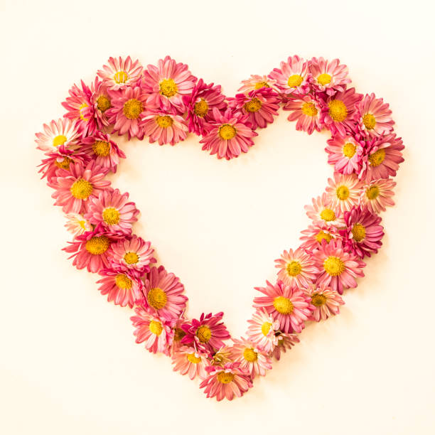 heart made from chrysnthemum pink flowers, symbol of love
