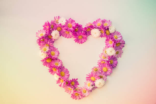 heart made from chrysnthemum pink flowers, symbol of love