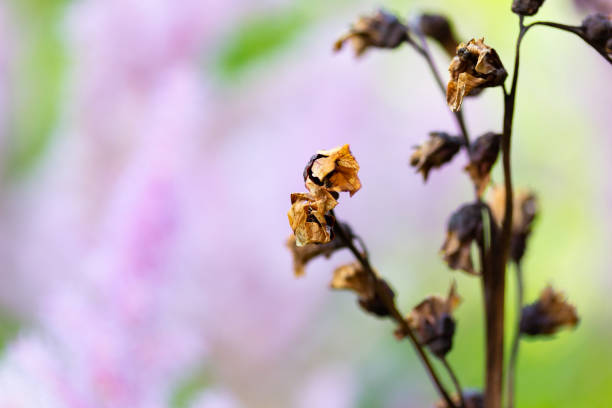 istock End of summer blossoms 2162303026