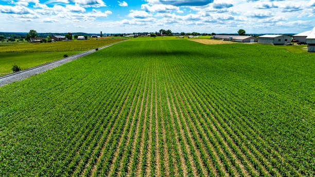 istock Expansive Green Crops In Neatly Aligned Rows Stretch Across A Sunlit Countryside 2162304398
