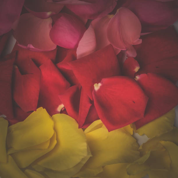 Love pink rose petals on decorating