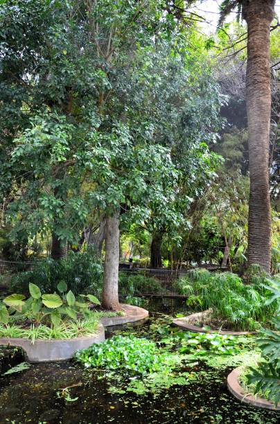 istock Santa Cruz de Tenerife park (Parque García Sanabria) 2162304660