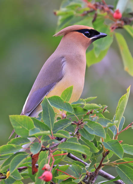 istock Cedar Waxwing perched on the tree branch with green background 2162307181