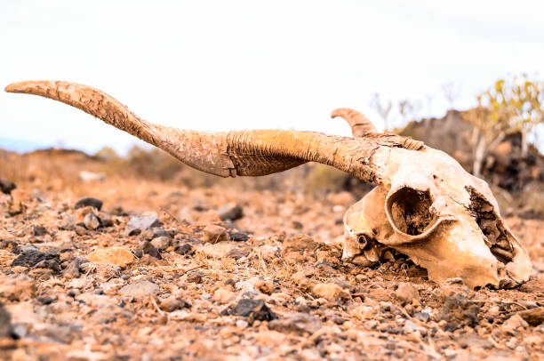 istock A skull is laying on the ground in a desert 2162307323