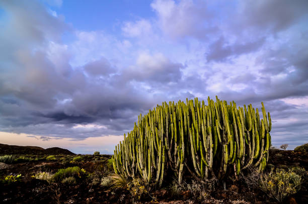 A large cactus plant is growing in a rocky field. The sky is cloudy and the sun is setting
