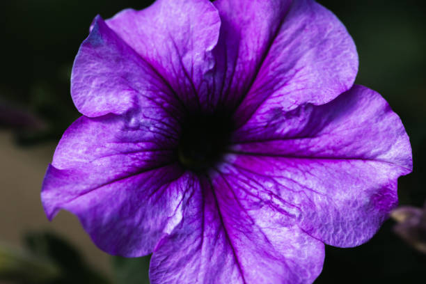 Purple blue petunia flower, macro photo with soft selective focus