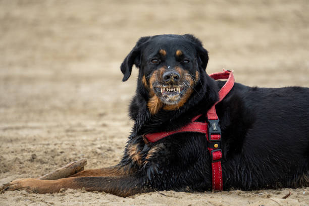 Territorial Rottweiler Showing Teeth on Beach