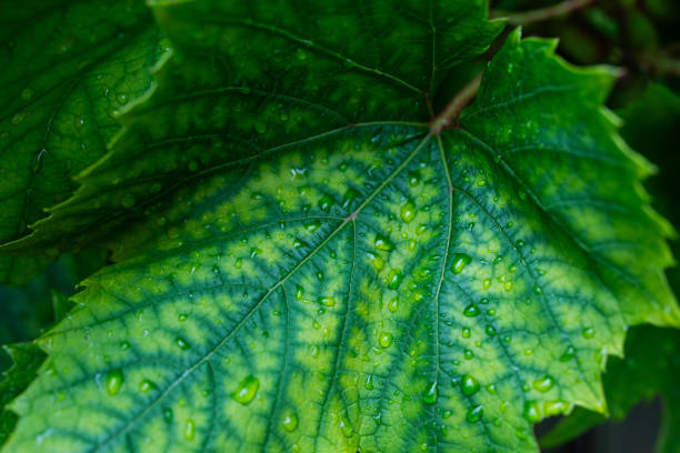 Close-up of a vibrant green grape leaf, showcasing intricate veins and a natural texture, illuminated by sunlight. Perfect for themes of nature, agriculture, vineyards, and winemaking.