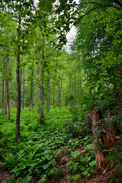 istock A view from the deserted forests in Borcka, Artvin, Turkey 2162311922